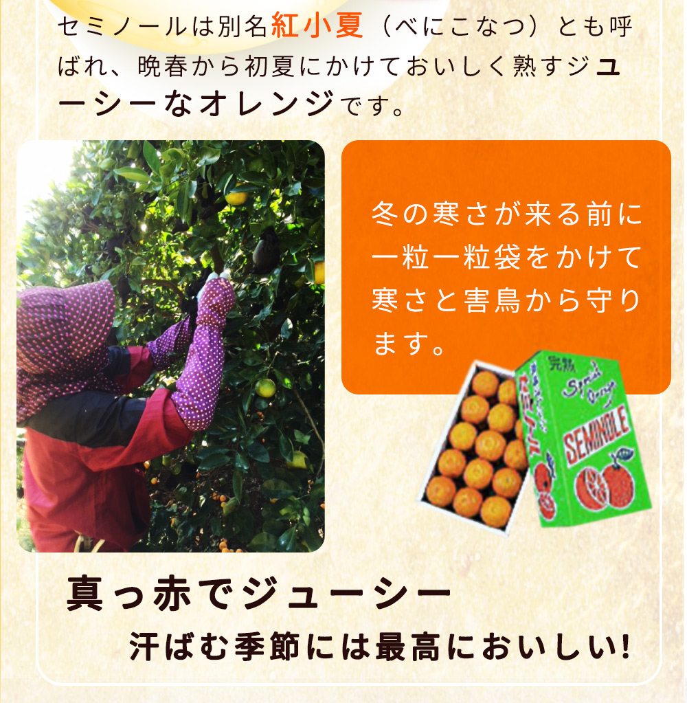 ZP6011n_【2026年先行予約】とってもジューシー！ セミノール 5kg