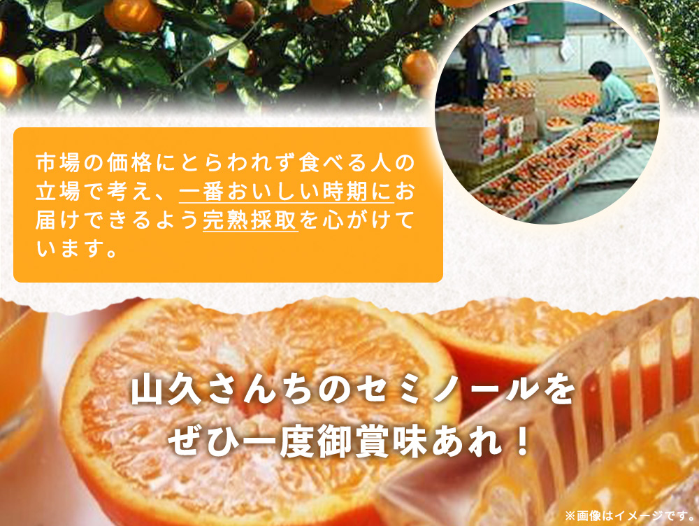 ZP6011n_【2026年先行予約】とってもジューシー！ セミノール 5kg