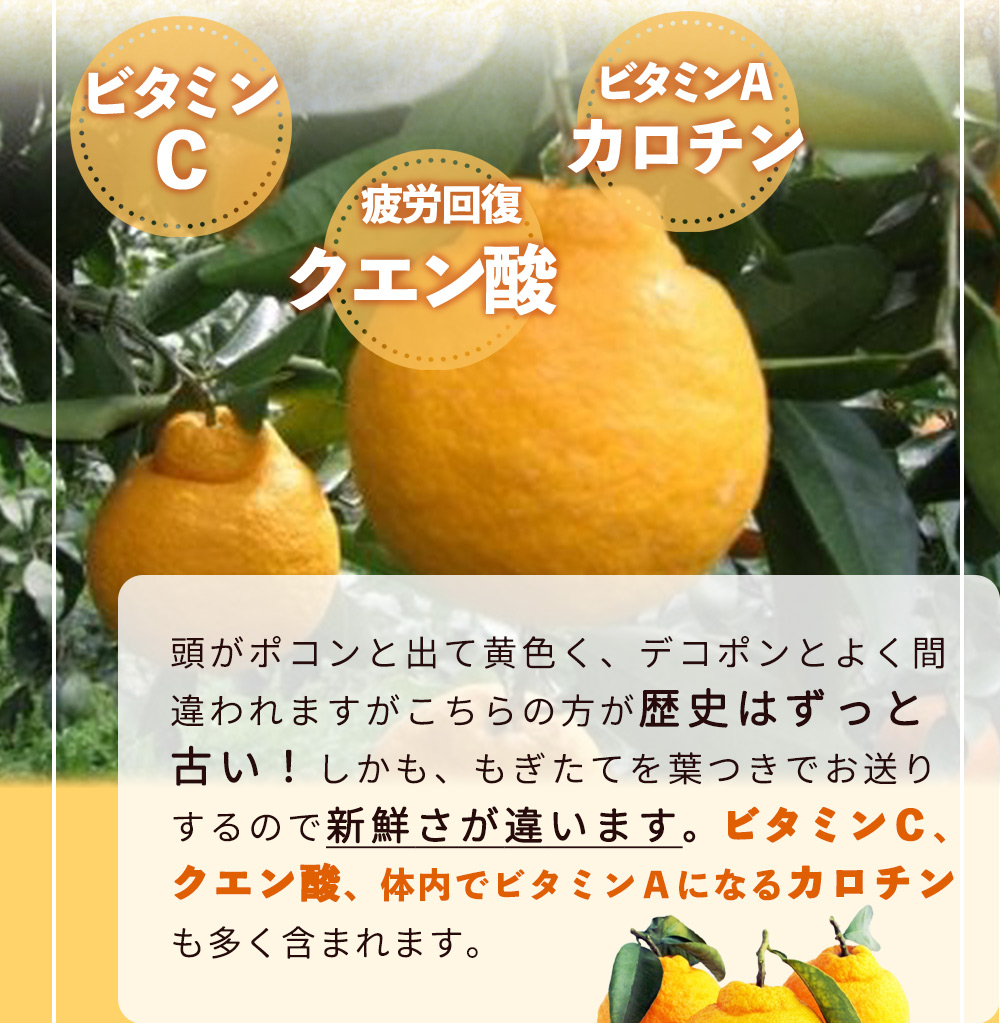 ZP6106n_【2026年先行予約】湯浅特産！ 三宝柑 5kg