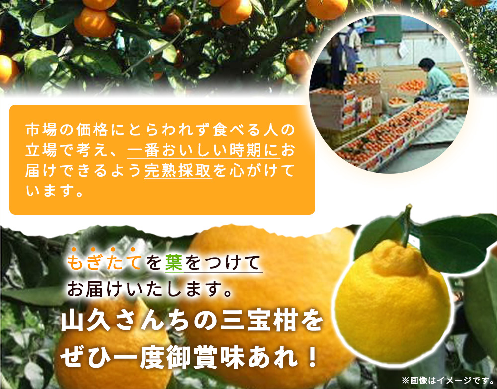 ZP6106n_【2026年先行予約】湯浅特産！ 三宝柑 5kg