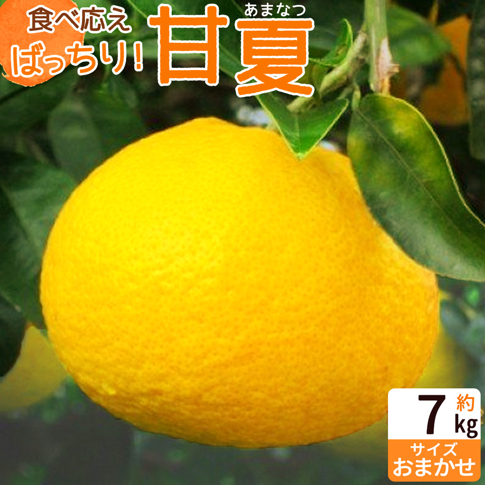 ZP6110_【2026年先行予約】食べ応えばっちり！ 甘夏 7kg