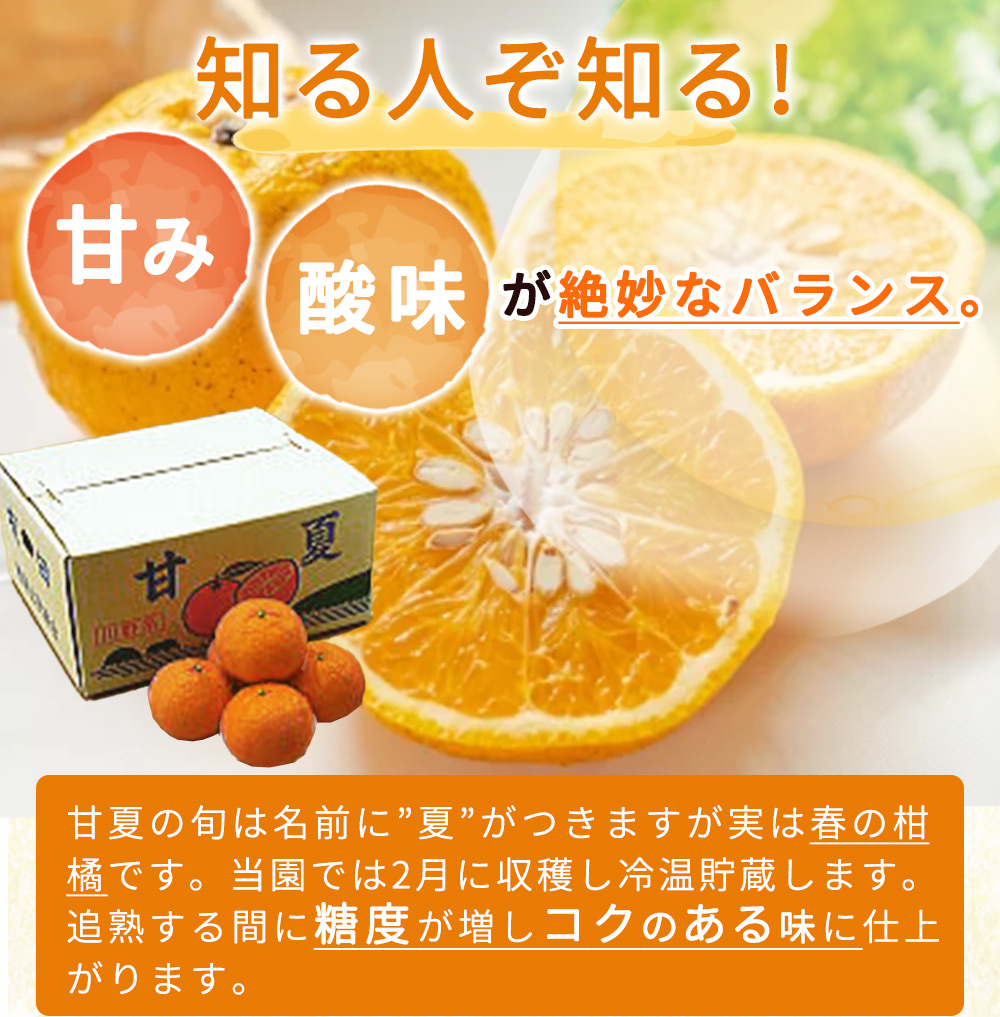 ZP6110_【2026年先行予約】食べ応えばっちり！ 甘夏 7kg