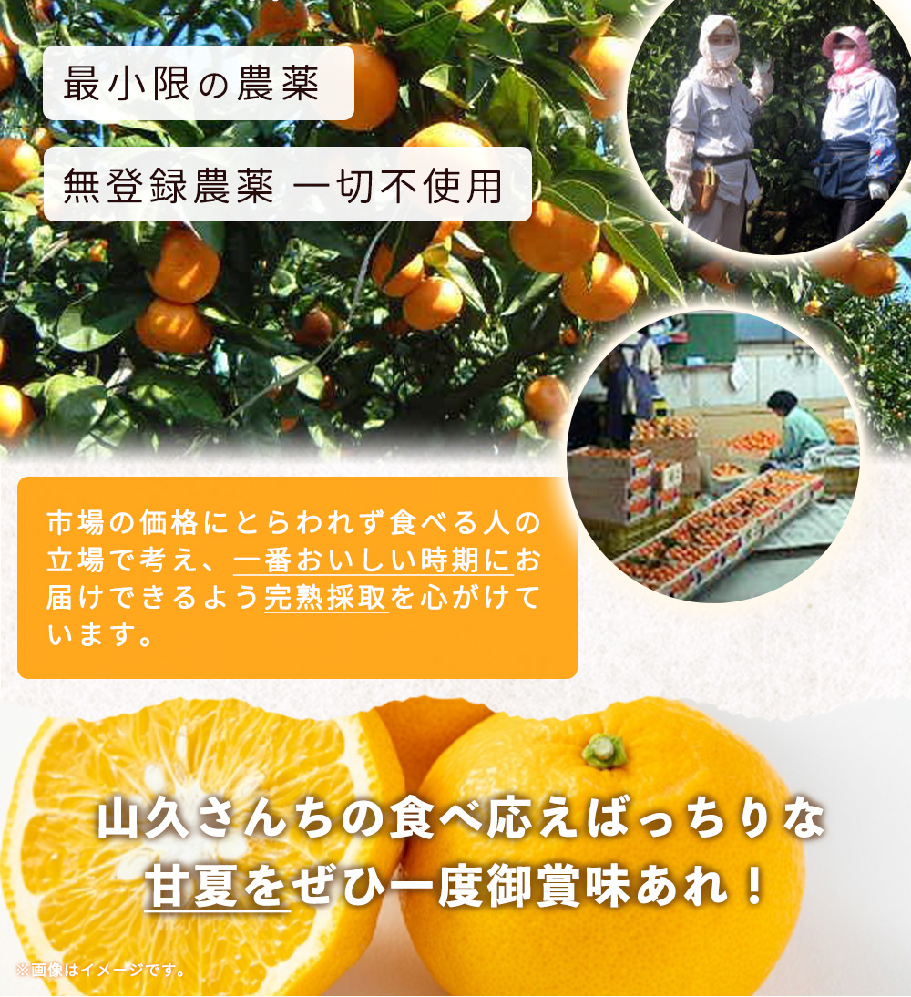 ZP6110_【2026年先行予約】食べ応えばっちり！ 甘夏 7kg