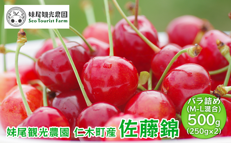 [先行受付] 北海道 仁木町産 さくらんぼ 「佐藤錦」 バラ詰め M-L混合 500g (250g×2パック)　国産 旬のフルーツ 旬の果物 デザートサクランボ チェリー フルーツ 果物 果物類 仁木 [フルーツショップ妹尾観光農園] 