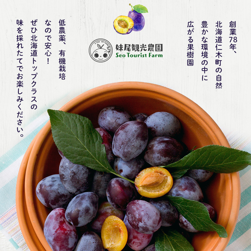 [先行受付/2026年] 仁木町の採れたて「サンプルーン」1kg（500g×2）サイズ混載 北海道 仁木 果物 くだもの フルーツ プルーン 果物詰合せ セット 高糖度 [フルーツショップ妹尾観光農園]