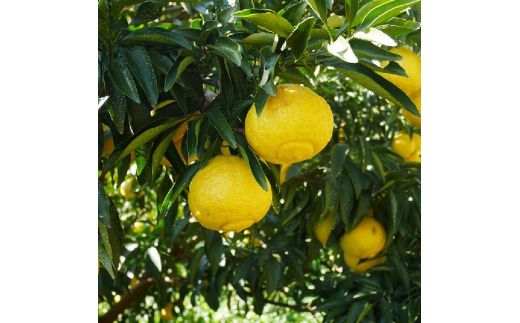 はるか 10kg 柑橘 果物 国産 フルーツ 有名 愛媛 みかん 吉田農園 蜜柑 ブランド オレンジ 大小 ミックス サイズ 愛媛 愛南 産 果実 ビタミン 美味しい 発送期間:2024年2月中旬～3月下旬