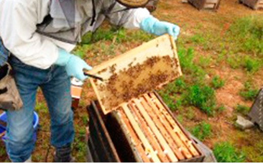愛南育ち 吉田農園 河内晩柑はちみつ