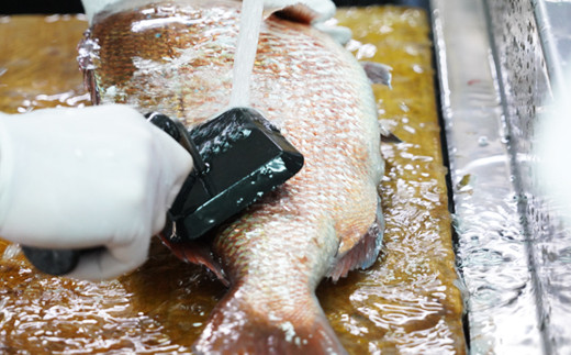 朝〆直送！愛南町産鯛さしみ用切り身（400g＋アラ付き）真鯛 朝〆 直送 新鮮 アラ 冷蔵 愛媛県 朝〆直送 皮引き 三枚おろし 兜 かぶと煮 国産 魚介 特産品 愛南町 魚介類 海産物 鮮魚 養殖 産地直送 海鮮 ブランド まだい 鯛 刺身 塩焼き 煮付け 酒蒸し カルパッチョ 鯛飯 鯛しゃぶ 鯛めし 鯛茶漬け 鯛漬け お正月 お祝い 年末 年始 紅白 めでたい 真空 パック あら炊き カマ 柵 松岡鮮魚