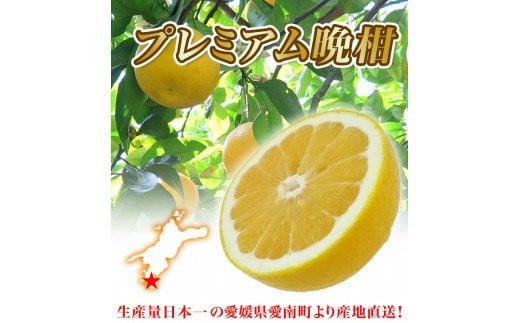 【愛媛県愛南町】【 2026年 先行予約 】 プレミアム 河内晩柑 5kg L から 3L 優品 贈答用 樹齢 20年 以上 古木 厳選 大玉 果実 特選 直送 和製 グレープフルーツ 愛南ゴールド フルーツ 人気 柑橘 爽やか 甘み ジューシー 果汁 旬の果物 くだもの みかん 産地直送 農園直送 春