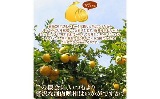 【 2026年 先行予約 】 プレミアム 河内晩柑 5kg L から 3L 優品 贈答用 樹齢 20年 以上 古木 厳選 大玉 果実 特選 直送 和製 グレープフルーツ 愛南ゴールド フルーツ 人気 柑橘 爽やか 甘み ジューシー 果汁 旬の果物 くだもの みかん 産地直送 農園直送 春 味覚 初夏 デザート ジュース おすすめ 生搾り デザート ゼリー 愛媛県 愛南町 清家ばんかんビレッジ