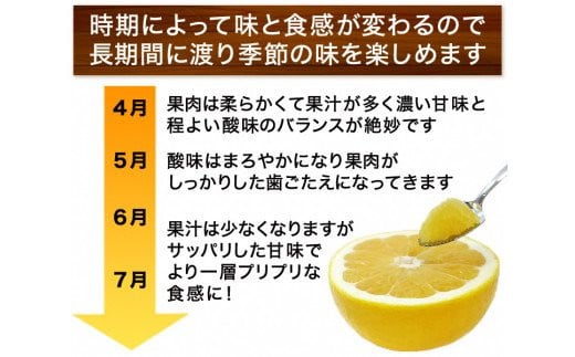 【 2026年 先行予約 】 プレミアム 河内晩柑 5kg L から 3L 優品 贈答用 樹齢 20年 以上 古木 厳選 大玉 果実 特選 直送 和製 グレープフルーツ 愛南ゴールド フルーツ 人気 柑橘 爽やか 甘み ジューシー 果汁 旬の果物 くだもの みかん 産地直送 農園直送 春 味覚 初夏 デザート ジュース おすすめ 生搾り デザート ゼリー 愛媛県 愛南町 清家ばんかんビレッジ
