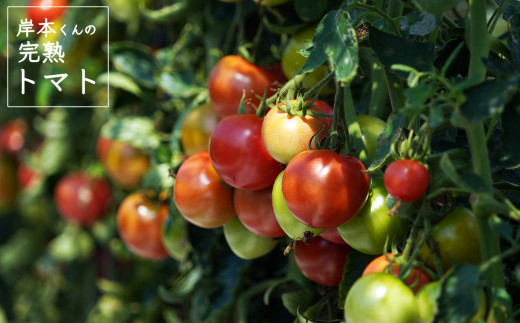 岸本くんの完熟トマト 約3.2kg ( 400g×８パック )  野菜 産地 直送 人気 国産 愛媛県 愛南町 発送期間：2026年2月1日～6月20日	