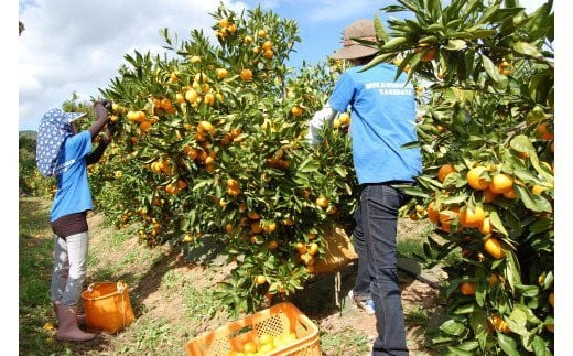 訳あり 愛媛みかん 5kg 【発送期間：9月中旬～1月中旬】光センサー選果 柑橘 果物 国産 フルーツ 蜜柑 大小 ミックス 不揃い 傷 温州 ビタミン 美味しい みかん職人武田屋 愛媛県 愛南町