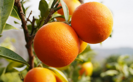 ブラッドオレンジ モロ 3kg （ 家庭用 ミックス ） 10000円 みかん mikan 蜜柑 ミカン オレンジ おれんじ イタリア 高級 ブランド 産地直送 国産 農家直送 期間限定 数量限定 特産品 ゼリー ジュース アイス 等に 人気 さわやか 甘い 新鮮 果実 果肉 フルーツ 果物 柑橘 果汁 規格外 サイズ ミックス 小玉 含む ビタミン 美容 果樹園みどり 愛南町 愛媛県