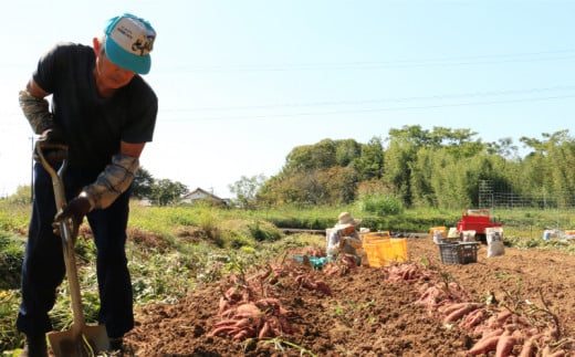訳あり 熟成 紅はるか 5kg さつまいも いも 低温熟成 完全熟成収穫  M～2Lサイズ 高糖度 料理 国産 愛媛県 愛南町青果市場 発送時期：12月下旬～5月下旬（なくなり次第終了）