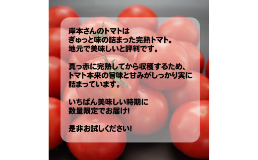 岸本くんの完熟トマト 大玉 4kg 発送期間：2025年12月10日～2026年2月28日	