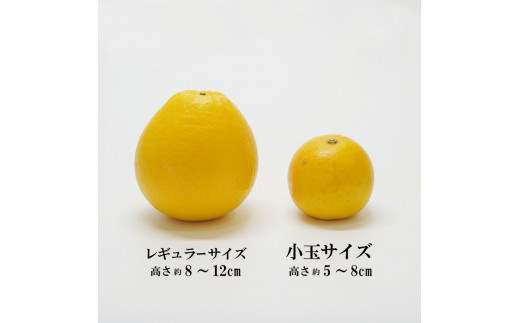 先行予約 数量限定 訳あり 小玉 美生柑 約7kg 小粒  河内晩柑 ばんかん 柑橘類 フルーツ 果物 くだもの 果実 夏文旦 晩生柑 みかん 蜜柑 わけあり 傷 規格外 愛媛県 愛南町