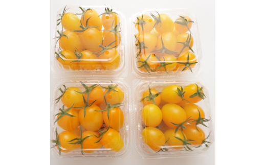 岸本くんの完熟ミニトマト イエローアイコ 180gパック×8 発送期間：2025年12月1日～2026年5月10日	