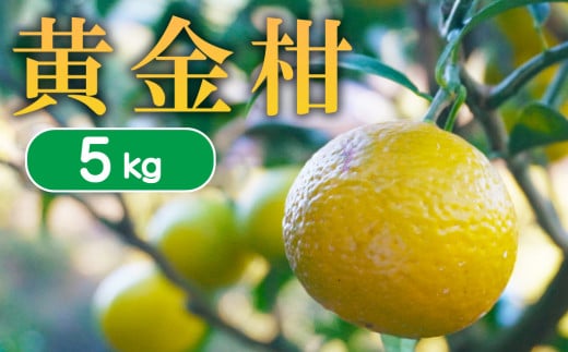 【 先行予約 】 果樹園みどり の 黄金柑 5kg （ サイズ ミックス  ）<発送期間：3月中旬～> 5kg 先行 事前 予約 受付 みかん 黄金柑 おうごんかん ゴールデンオレンジ 贈答用 贈答 幻 希少 グレープフルーツ 果汁 おいしい 愛媛 産地直送 国産 農家直送 期間限定 数量限定 特産品 ジュース 人気 限定 愛南 果実 さわやか 香り 甘い フルーツ 果物 柑橘 果樹園 みどり