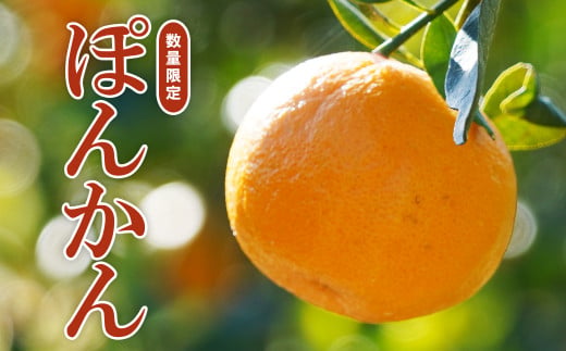 【 先行予約 】 果樹園みどり の 樹齢30年 ぽんかん 6kg （ 家庭用 ミックス  ）<発送期間：2月上旬～3月末> 家庭用 6kg 先行 事前 予約 受付 みかん ぽんかん 愛媛 産地直送 国産 農家直送 糖度 甘味 果樹園 期間限定 数量限定 特産品 ジュース 人気 限定 愛南 愛媛県 新鮮 果実 さわやか 風味 甘い フルーツ 果物 柑橘 果樹園 みどり