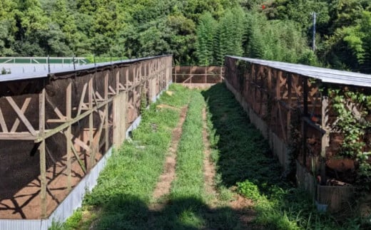 定期便 全6回 平飼い地鶏のたまご 48個×6ヶ月 合計288個 毎月48個 たまご 卵 玉子 生卵 鶏卵 平飼い 岡崎おうはん 地鶏 鳥 鶏 愛知 なごや 岡崎 愛媛 愛南町 ケーキ お菓子 おかず ブランド 希少 送料無料 ローカルスタンダード