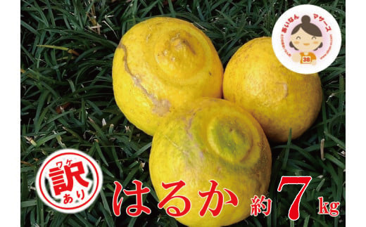 【 訳あり 】 先行予約 あいなんマザーズ の はるか 7kg <発送期間：１月中旬～4月上旬> 訳あり 7kg 先行 事前 予約 受付 みかん はるか 愛媛 産地直送 国産 農家直送 減農薬 香り 完熟 糖度 果樹園 期間限定 数量限定 特産品 ジュース 人気 限定 愛南 愛媛県 新鮮 果実 さわやか ジューシー 甘い 上品 フルーツ 果物 柑橘 あいなんマザーズ