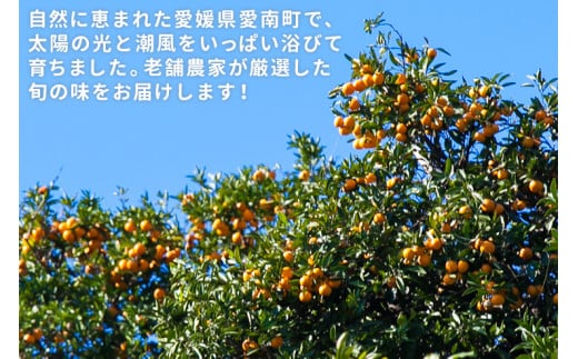 先行予約 訳あり 愛媛みかん 5kg 傷み補償 250g 増量 発送期間 2025年11月上旬以降 みかん 愛媛みかん 温州みかん 南柑20号 柑橘 蜜柑 かんきつ 冬 秋 旬 正月 おすそ分け シェア 愛媛 愛媛県 愛南町 お歳暮 プレゼント くだもの 果物 フルーツ おやつ お菓子 和菓子 甘い 糖度 オレンジ 冷凍 みかん ジュース 清家ばんかんビレッジ