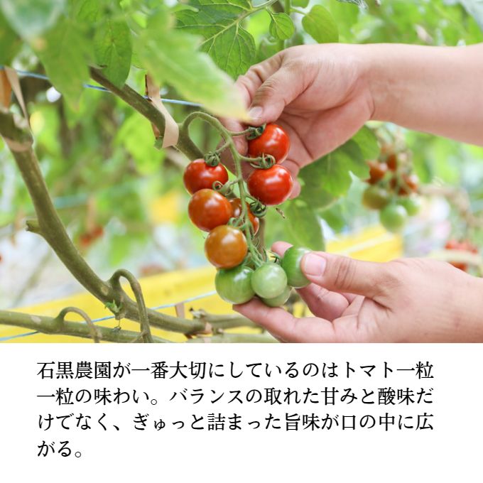 毎日食べたい石黒さんちの ミニトマト たっぷり 3kg 岡山県 瀬戸内市産 石黒農園【配達不可：離島】 野菜 緑黄色野菜 サラダ 付け合わせ 有機肥料 