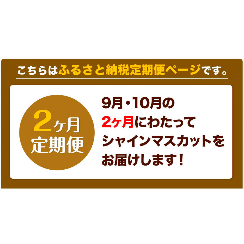 岡山県浅口市のふるさと納税 【2026年先行予約】シャインマスカット 晴王 岡山県産 定期便 2ヶ月 9月・10月発送《2026年9月中旬-10月中旬頃出荷(土日祝除く)》1房 700g 晴レ乃青果　(岡山中央卸売市場店(富士紙工 有限会社)) 岡山県 浅口市 【配送不可地域あり】