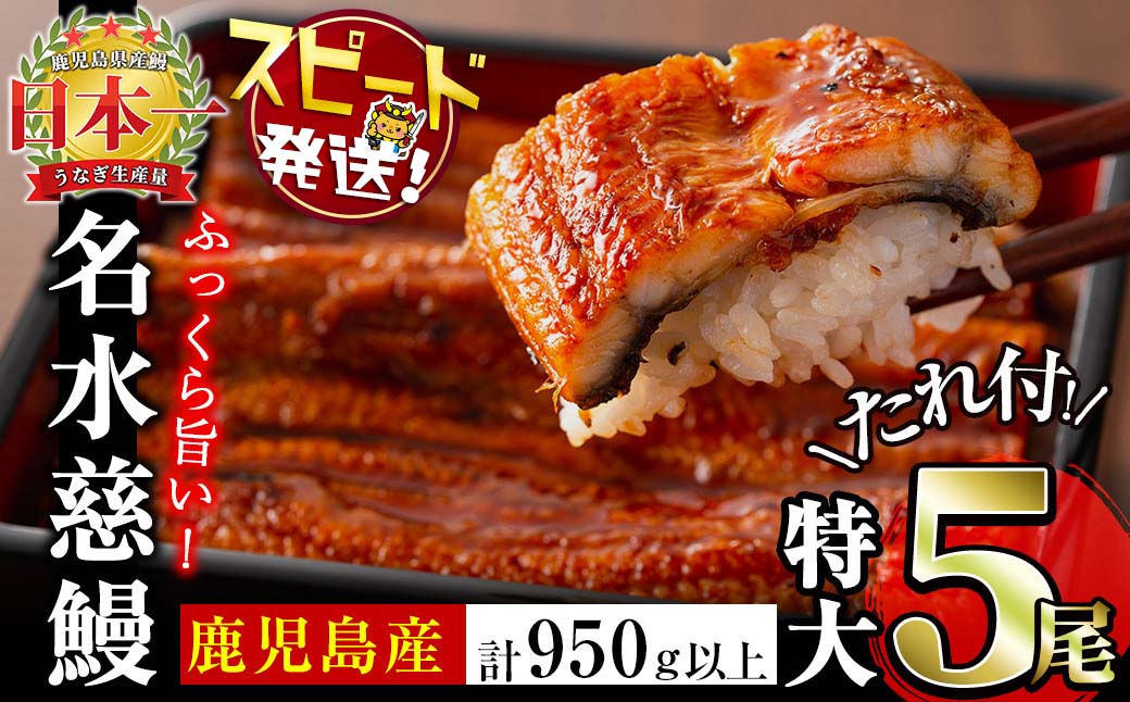 鹿児島県産うなぎ蒲焼 名水慈鰻 特大5尾(