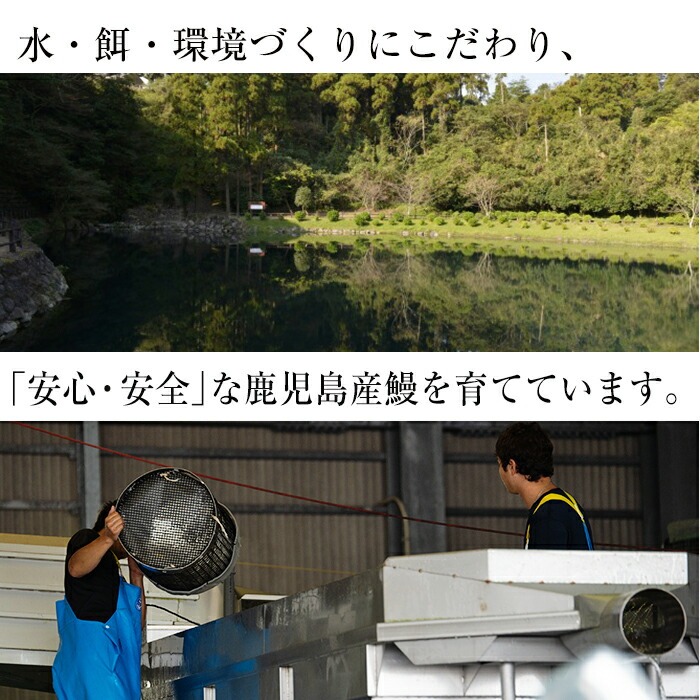 鹿児島県志布志市のふるさと納税 鹿児島県産うなぎ蒲焼 名水慈鰻 特大5尾(1尾190g以上)＜計950g以上＞ c5-035