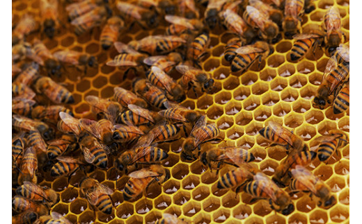 「安土の秘蜜」国産（滋賀県産）純粋はちみつ  6g×30本【BO04W】