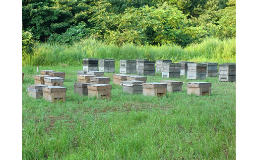 「安土の秘蜜」国産（滋賀県産）純粋はちみつ  6g×30本【BO04W】