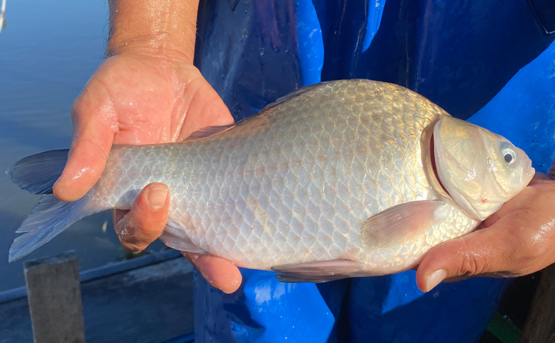 佐屋川　へらぶな釣り感謝券3000円 体験チケット 体験型 フィッシング 釣り体験 アクティビティ お出かけ レジャー 