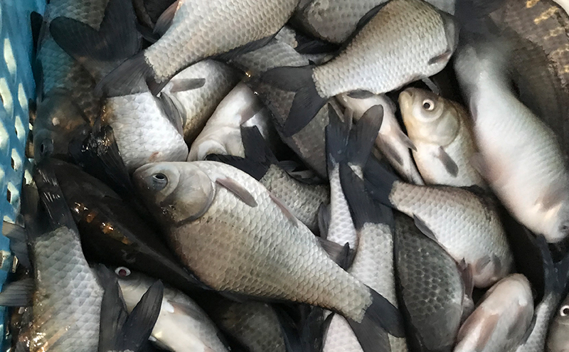 佐屋川　へらぶな釣り感謝券5000円 体験チケット 体験型 フィッシング 釣り体験 アクティビティ お出かけ レジャー 