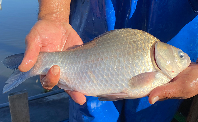 佐屋川　へらぶな釣り　1年間釣券 体験チケット 体験型 フィッシング 釣り体験 アクティビティ お出かけ レジャー 