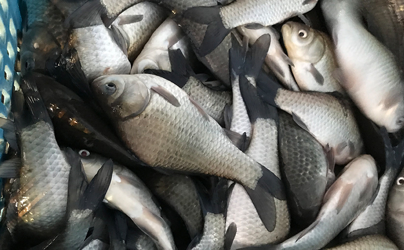 佐屋川　へらぶな釣り　1年間釣券 体験チケット 体験型 フィッシング 釣り体験 アクティビティ お出かけ レジャー 