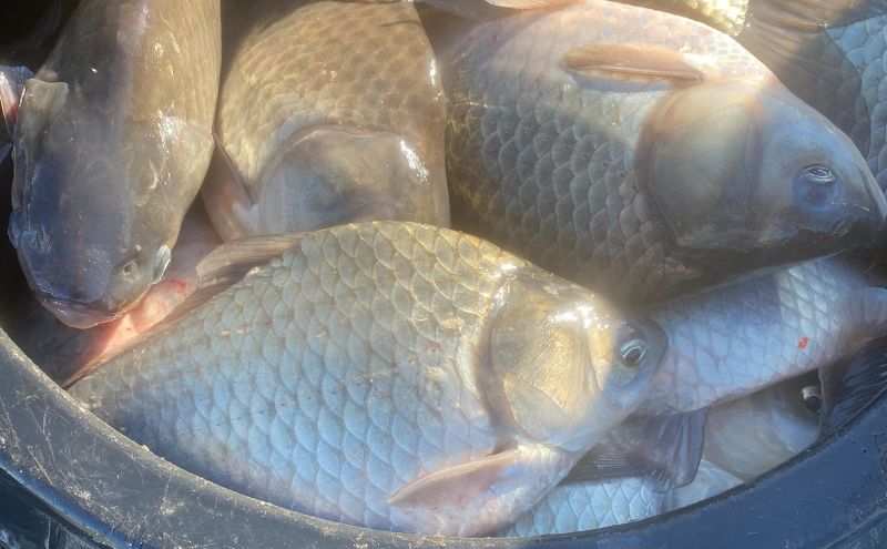 佐屋川　へらぶな釣り　1年間釣券 体験チケット 体験型 フィッシング 釣り体験 アクティビティ お出かけ レジャー 