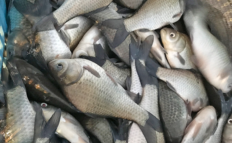 佐屋川　へらぶな釣り半年間釣券 体験チケット 体験型 フィッシング 釣り体験 アクティビティ お出かけ レジャー 