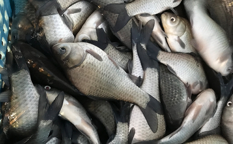 佐屋川　へらぶな釣り感謝券1500円 体験チケット 体験型 フィッシング 釣り体験 アクティビティ お出かけ レジャー 