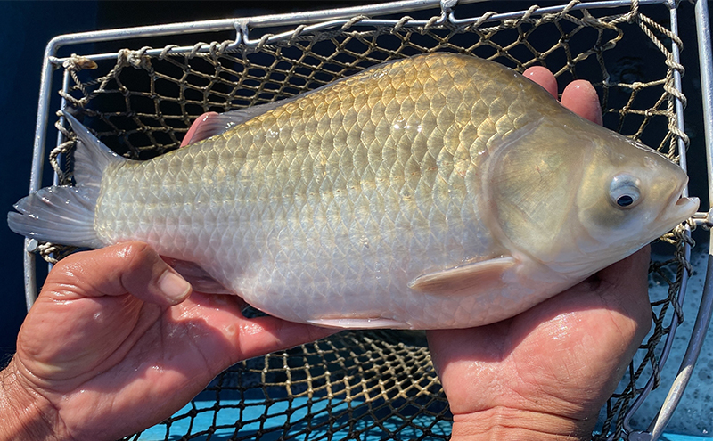 佐屋川　へらぶな釣り感謝券1500円 体験チケット 体験型 フィッシング 釣り体験 アクティビティ お出かけ レジャー 