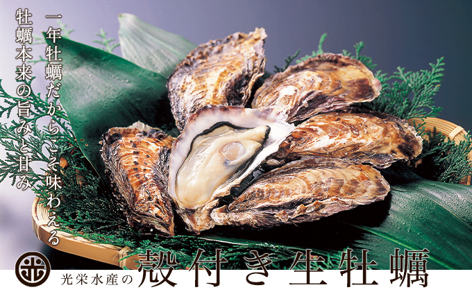 兵庫県赤穂市のふるさと納税 牡蠣 お試し 坂越かき 殻付き牡蠣 12個 軍手・オイスターナイフ付き[ 生牡蠣 かき カキ 殻付 生食 一人暮し 冬牡蠣 ] 魚貝類 海鮮 海の幸 1年牡蠣 濃厚 クリーミー
