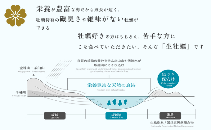 兵庫県赤穂市のふるさと納税 牡蠣 お試し 坂越かき 殻付き牡蠣 12個 軍手・オイスターナイフ付き[ 生牡蠣 かき カキ 殻付 生食 一人暮し 冬牡蠣 ] 魚貝類 海鮮 海の幸 1年牡蠣 濃厚 クリーミー