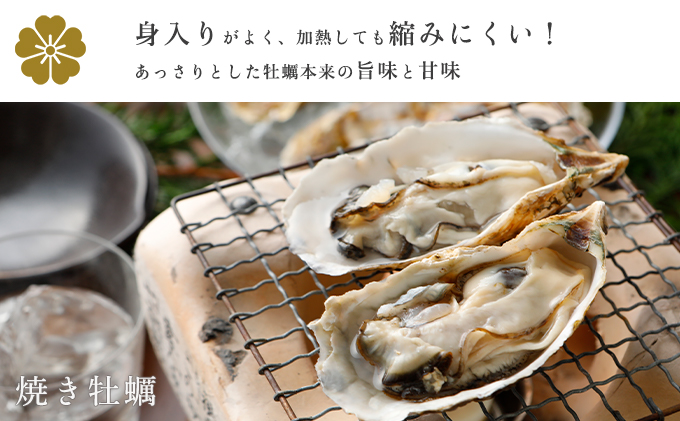 兵庫県赤穂市のふるさと納税 牡蠣 お試し 坂越かき 殻付き牡蠣 12個 軍手・オイスターナイフ付き[ 生牡蠣 かき カキ 殻付 生食 一人暮し 冬牡蠣 ] 魚貝類 海鮮 海の幸 1年牡蠣 濃厚 クリーミー