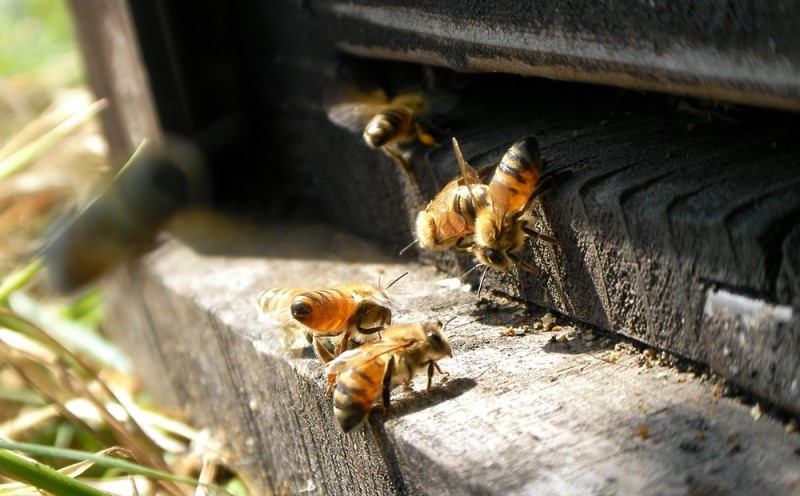 はちみつ 国産 蜂蜜 6本組 セット レンゲ アカシア クローバー リンゴ ボダイジュ 百花蜜 各180g×1 ハチミツ 