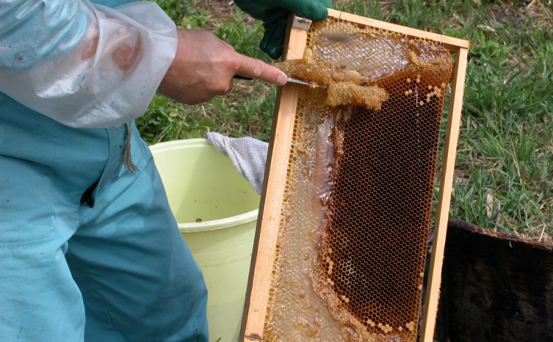 はちみつ 国産 蜂蜜 6本組 セット レンゲ アカシア クローバー リンゴ ボダイジュ 百花蜜 各180g×1 ハチミツ 