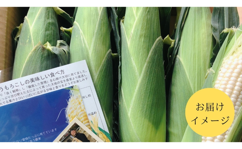 【先行予約】?極の?さと果汁 白いとうもろこし おすすめ コーン トウモロコシ 採れたて 新鮮 健康 ヘルシー 人気 厳選 袋井市