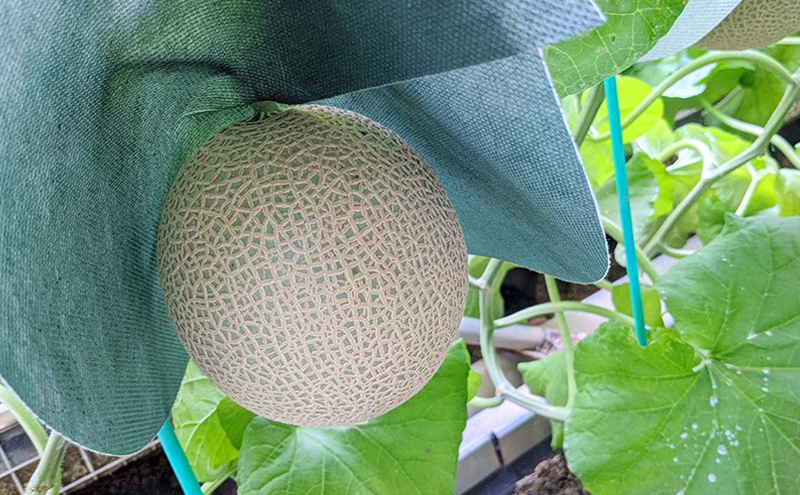 クラウンメロン山等級1.4kg前後　1玉入り 果物 メロン青肉 フルーツ デザート 高級メロンブランド 高級メロン ブランドメロン