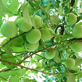 ZD6712_【2026年先行予約】【和歌山名産】南高梅　約5kg（サイズ混合）