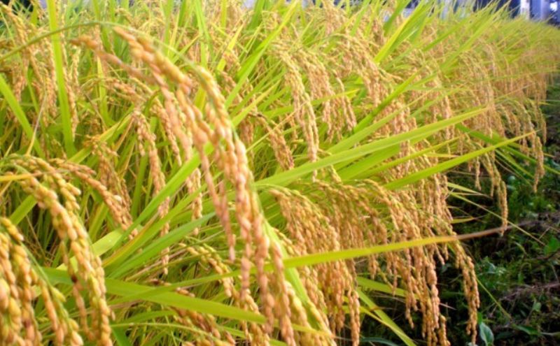 令和7年度産【十日町産】 魚沼産コシヒカリ15kg 米 お米 こしひかり 精米 新潟 